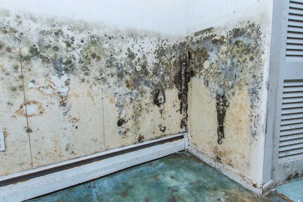Mould growing on walls and floors in property