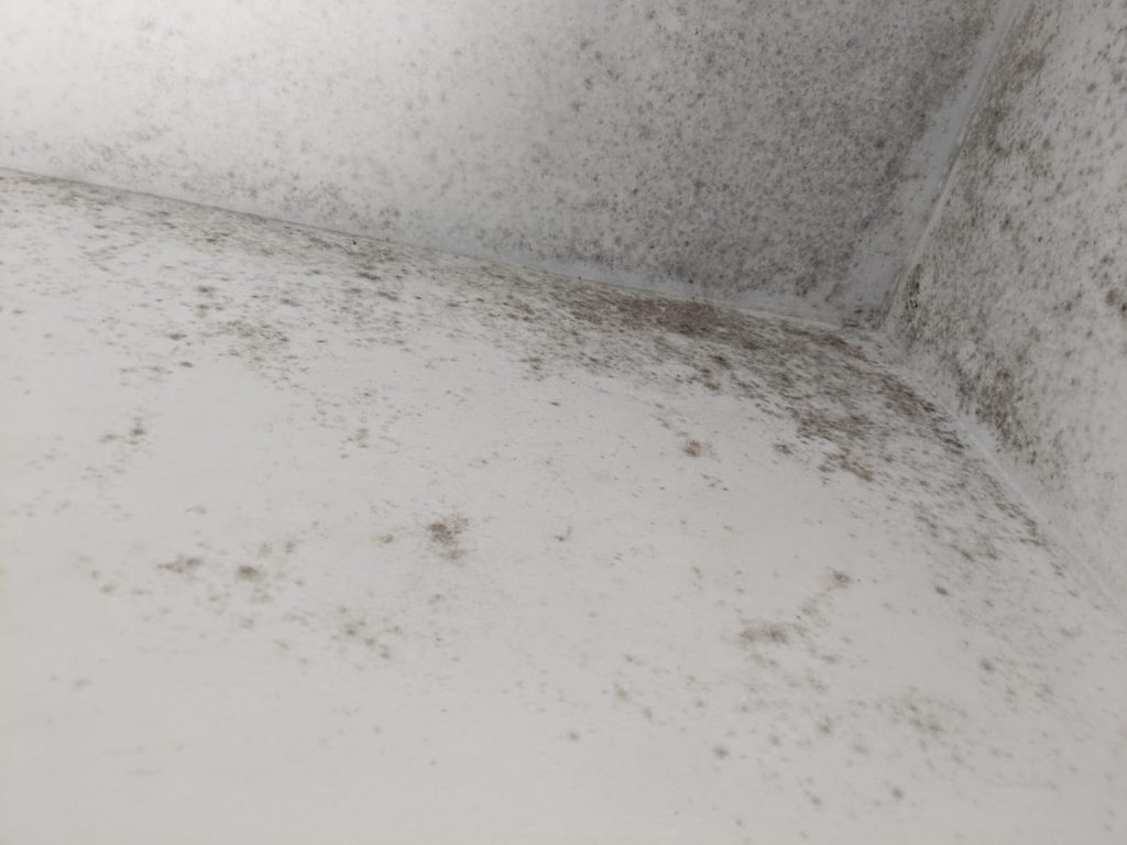 Why mould makes you sick and what steps to take next