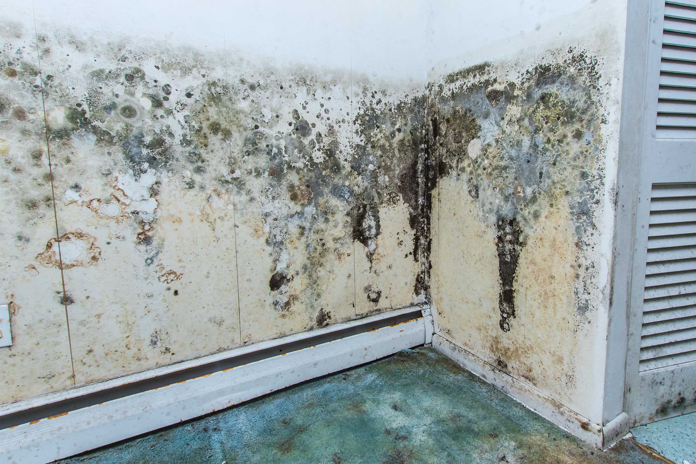 Mould Removal Heidelberg Heights