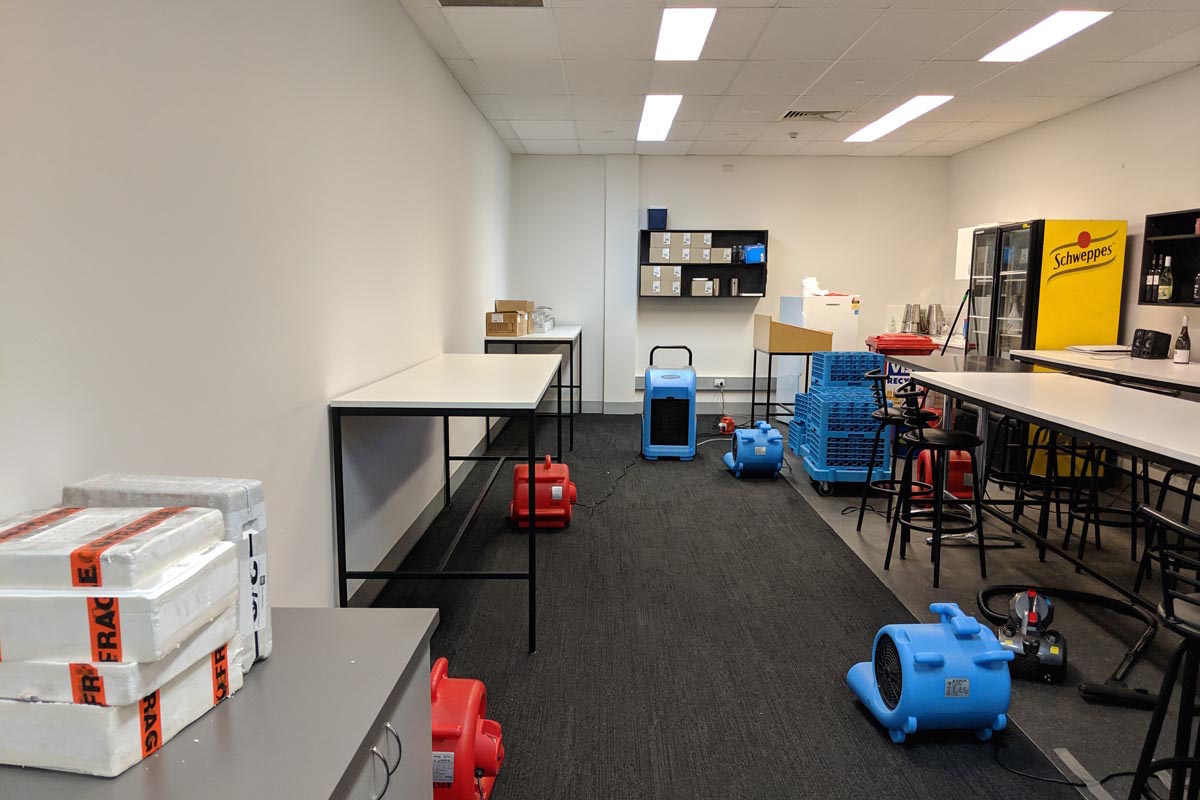 Carpet Drying Boronia