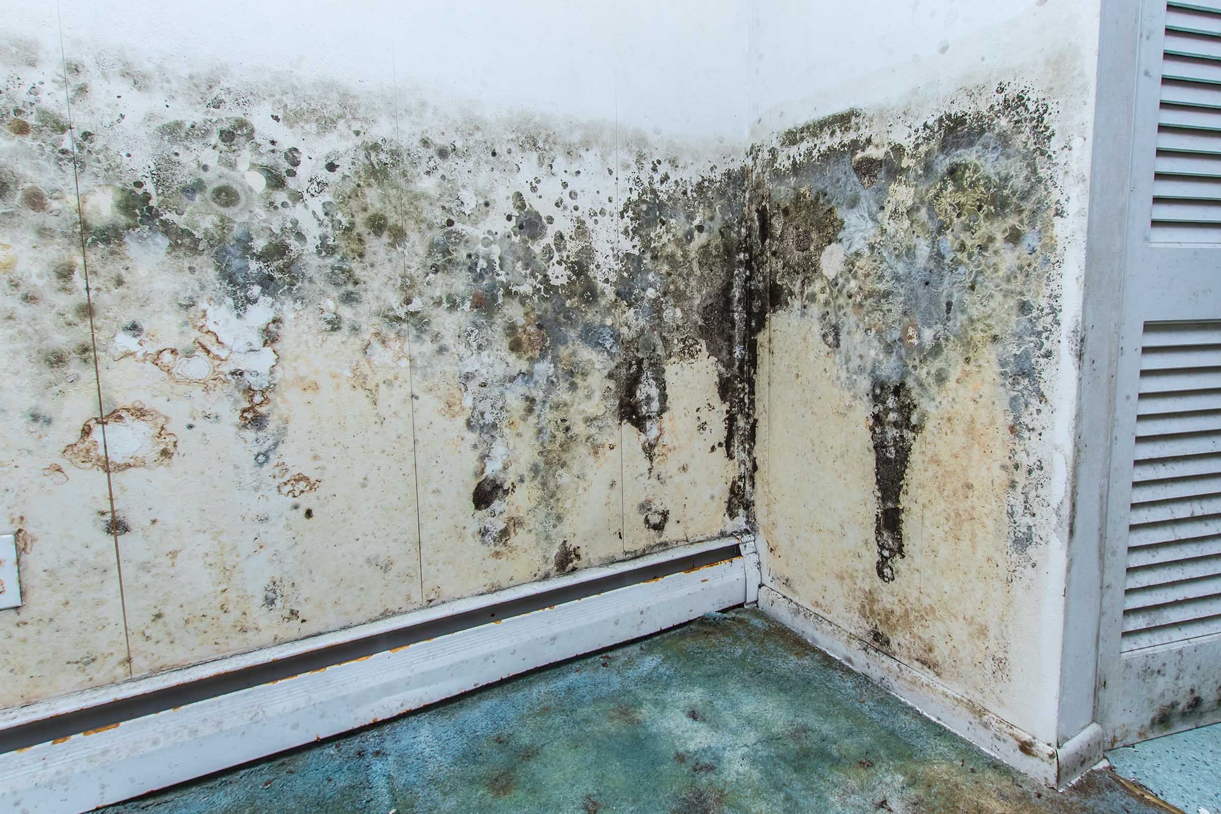 Mould Cleanup Bedford Road